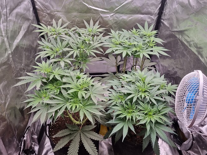 Growreport Bild 6