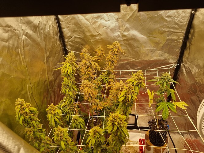 Growreport Bild 23
