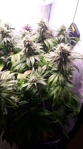 Growreport Bild 3