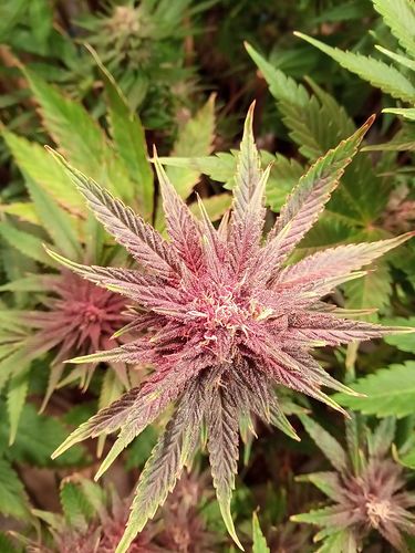 Growreport Bild 95