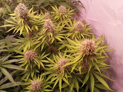 Growreport Bild 2
