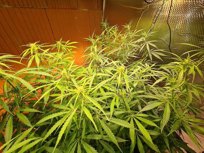 Growreport Bild 2