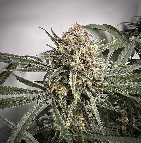 Growreport Bild 6