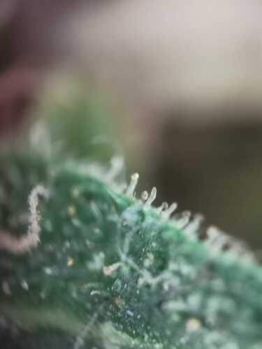 Trichom 07
