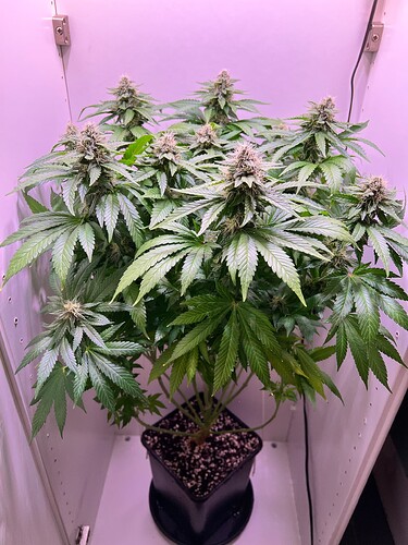 Growreport Bild 1