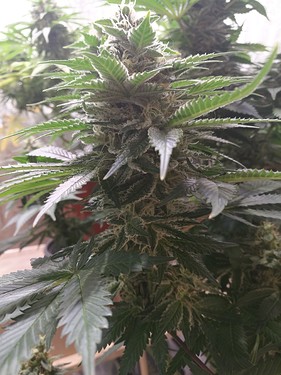 Growreport Bild 15