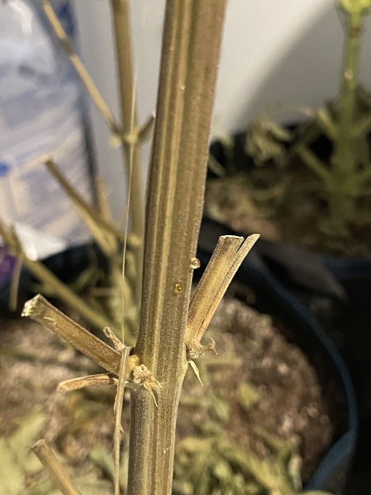 BEENDET | 2. Grow for Dummies - Speed and Power!