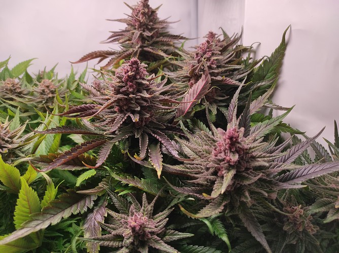Growreport Bild 3