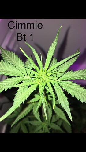 Growreport Bild 5