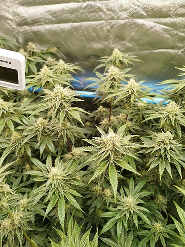 Growreport Bild 3