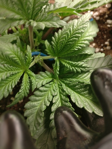 Growreport Bild 4