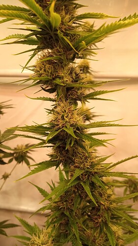 Growreport Bild 3