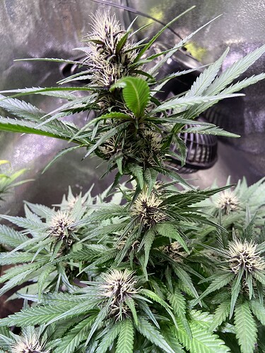 Growreport Bild 6