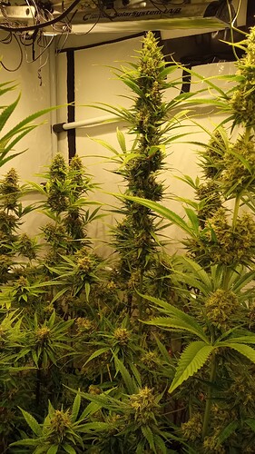 Growreport Bild 13