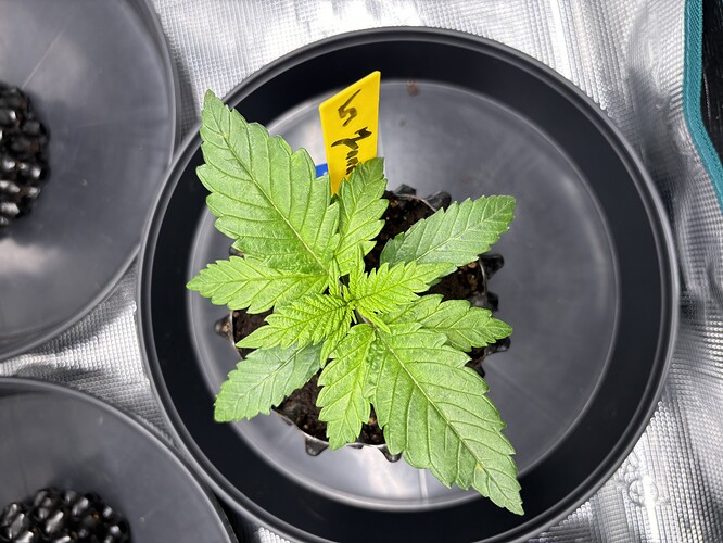Growreport Bild 68