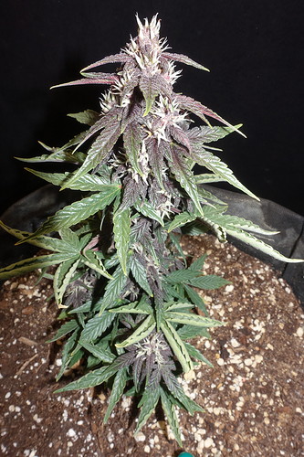 Growreport Bild 9