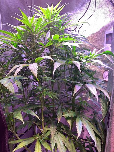 Growreport Bild 4