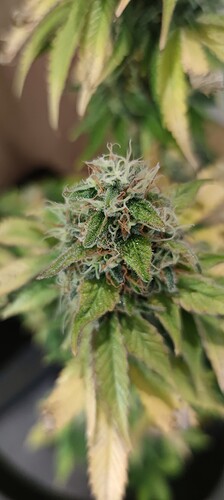 Growreport Bild 4