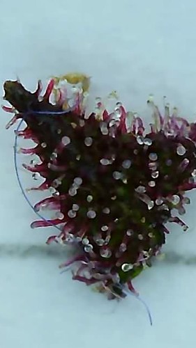 Growreport Bild 8