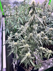 Growreport Bild 4