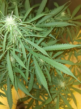 Growreport Bild 27