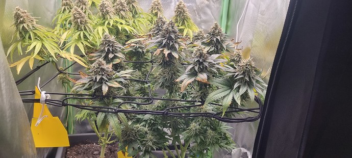 Growreport Bild 30