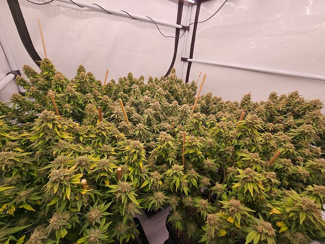 Growreport Bild 2