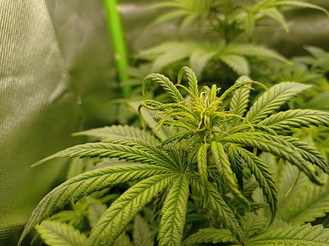 Growreport Bild 3