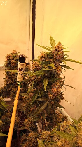 Growreport Bild 32