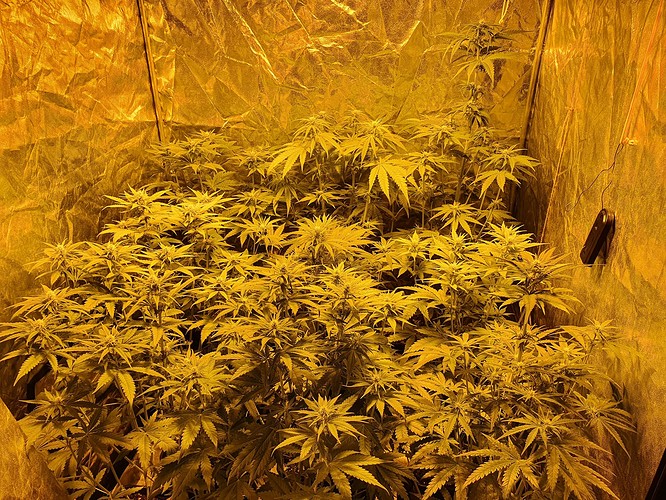 Growreport Bild 1
