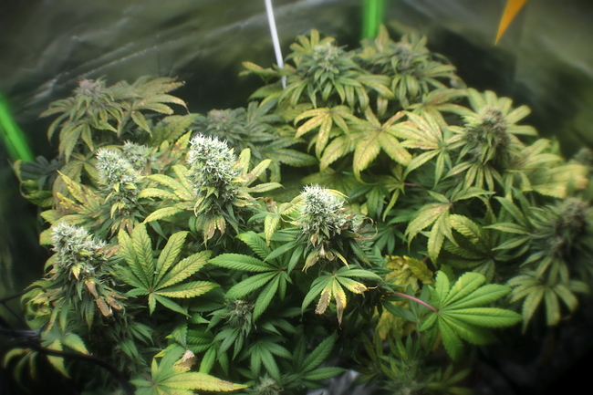 Growreport Bild 11