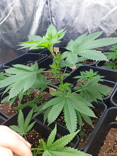 Growreport Bild 13