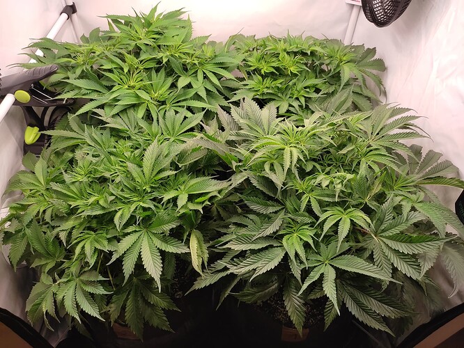 Growreport Bild 6