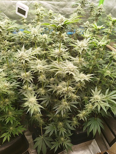 Growreport Bild 17
