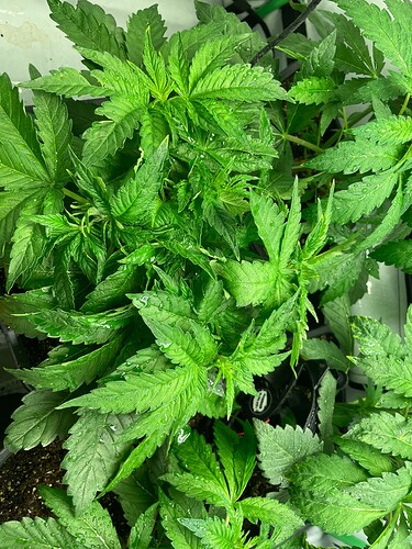 Growreport Bild 8