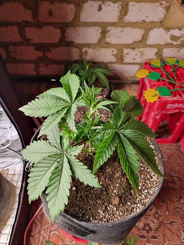 Growreport Bild 29