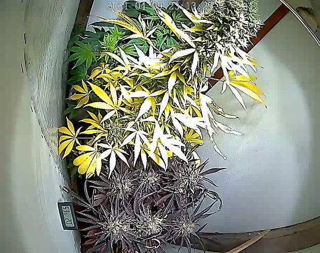 Growreport Bild 1