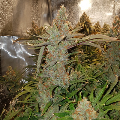 Growreport Bild 11