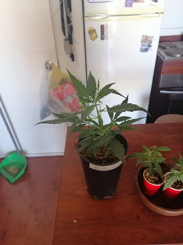 Growreport Bild 4