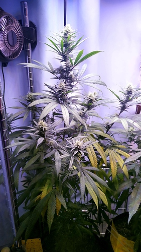 a_links_IMG_20200904_095214