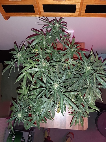 Growreport Bild 22