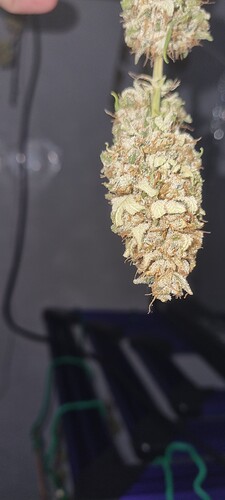 Growreport Bild 19