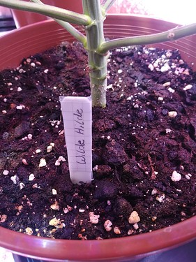 Growreport Bild 8