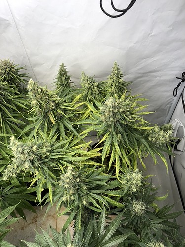Growreport Bild 10
