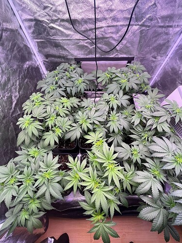 Growreport Bild 4