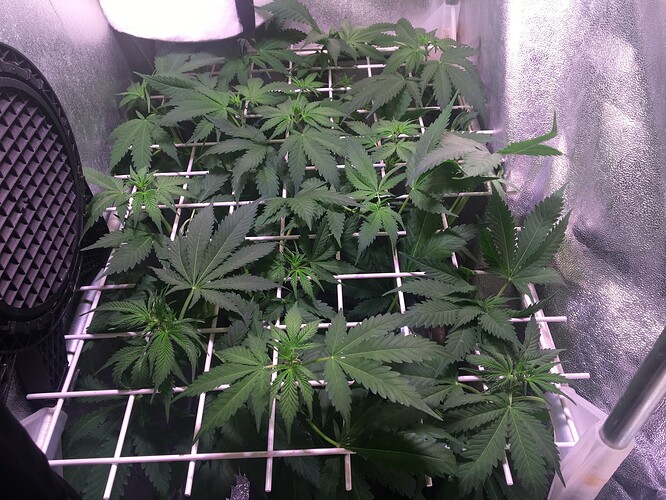 Growreport Bild 31