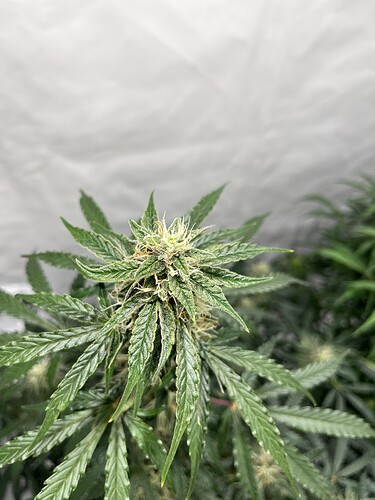 Growreport Bild 12
