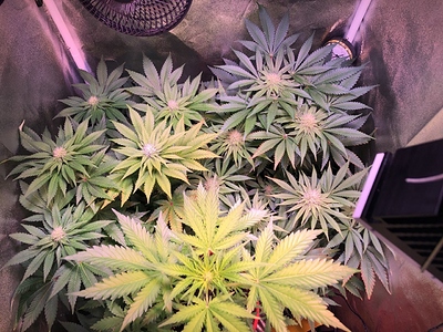 Growreport Bild 25
