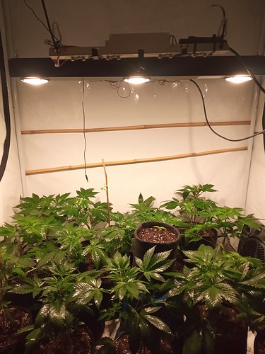 Growreport Bild 30