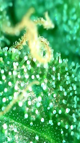 Growreport Bild 4